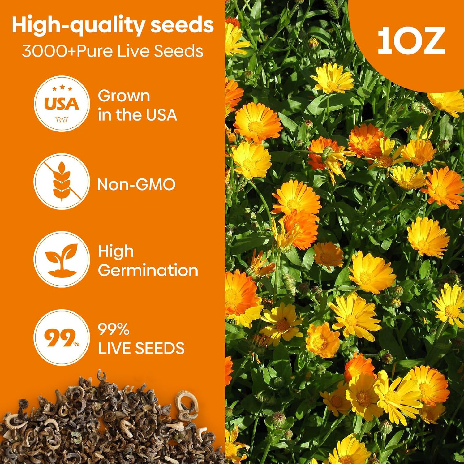 Calendula Seeds Pacific Beauty Mix, 3000+ Calendula Officinalis Seeds, Open Poll