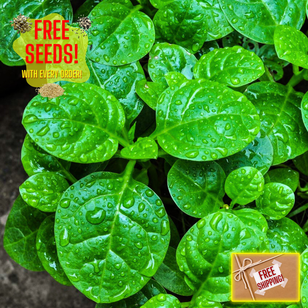 Fresh Green Malabar Spinach Seed | Mong Toi | Heirloom Non-GMO | Asian Vegetable