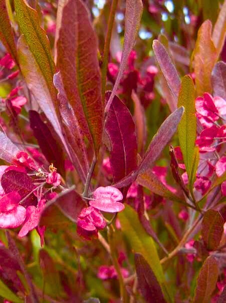 50 Purple Varnish Leaf Seeds – Rare Colorful Foliage – Easy to Grow + Grow Guide