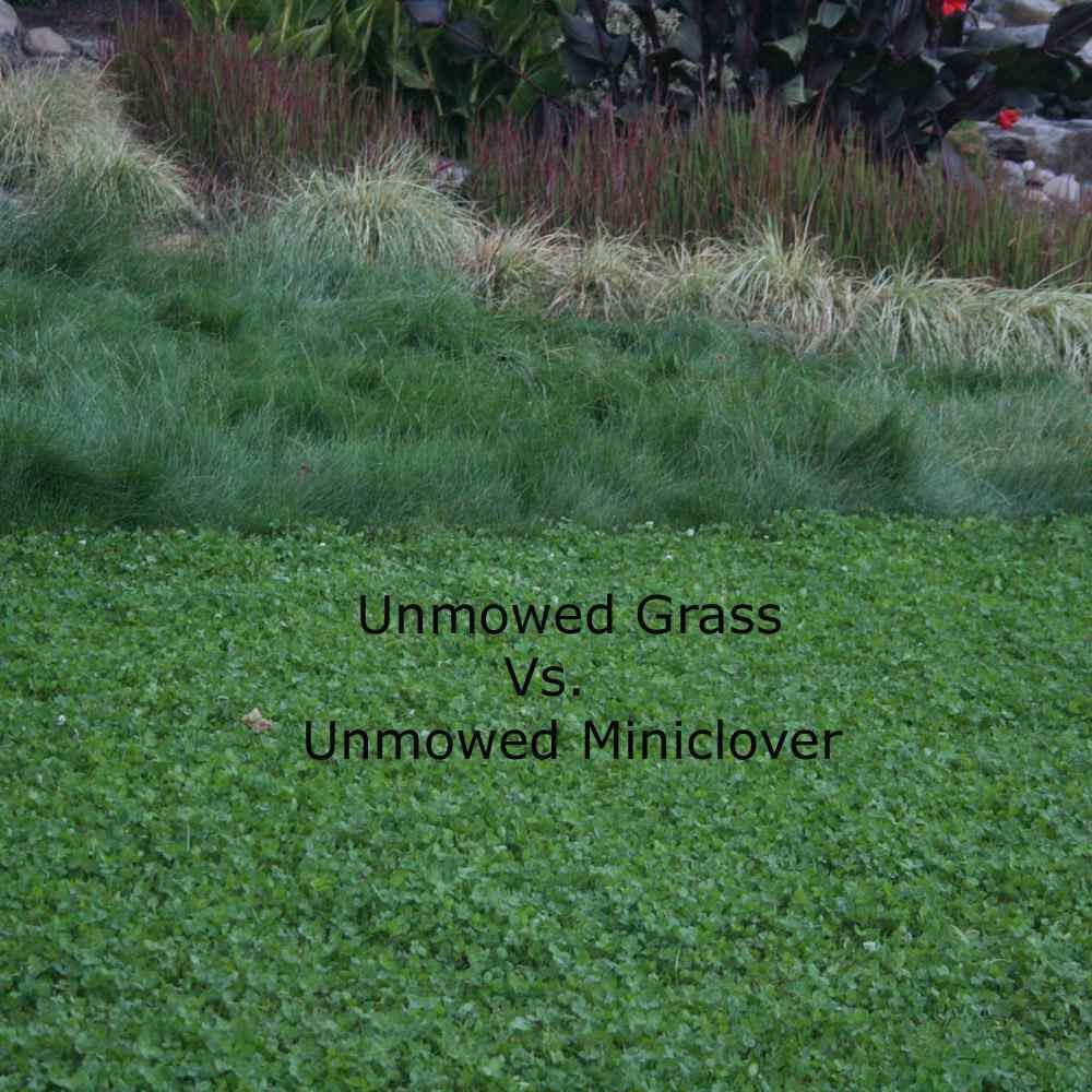2 LBS Miniclover Seed For Planting No Mow Drought Tolerant Clover Lawns