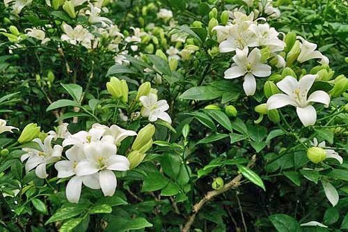 Murraya paniculata Tall Variety | Orange Jasmine | 5 Seeds
