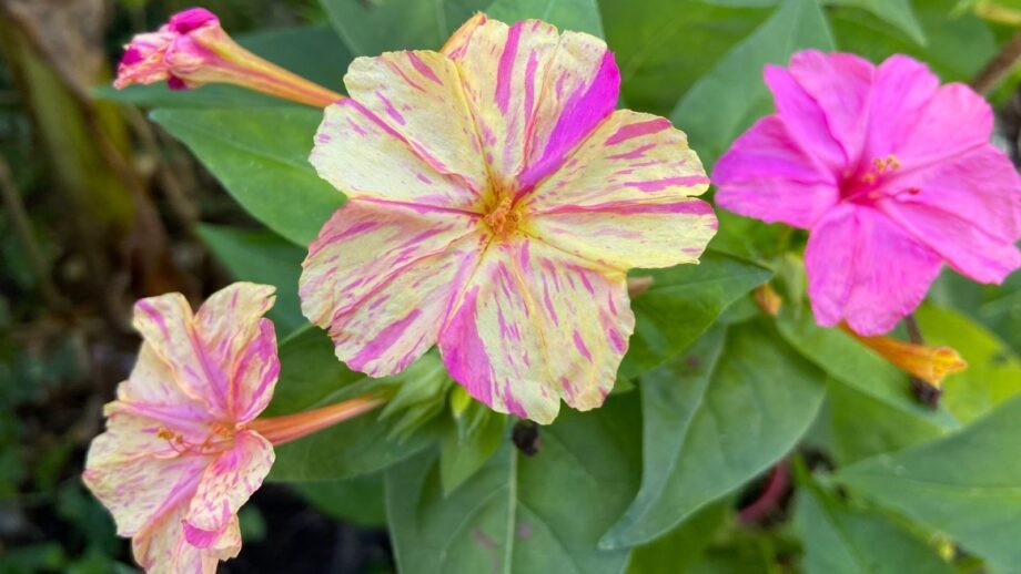 Broken Colors Four O’clock, *NEW Mirabilis Jalapa 25 Seeds Free Shipping!