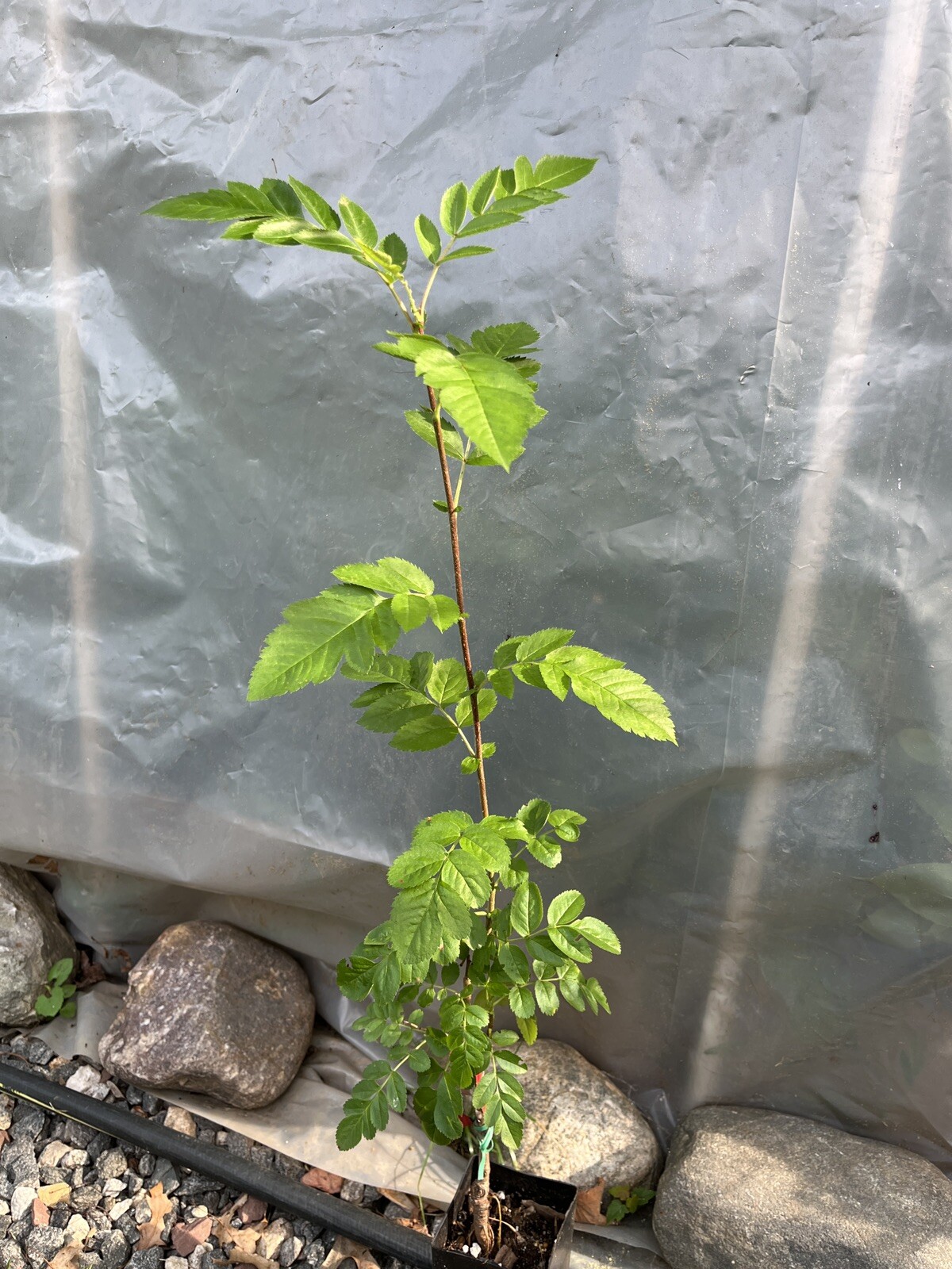 Ivan’s Belle (Granatnaya) Grafted Mountain Ash Hybrid 2-3 ft tall