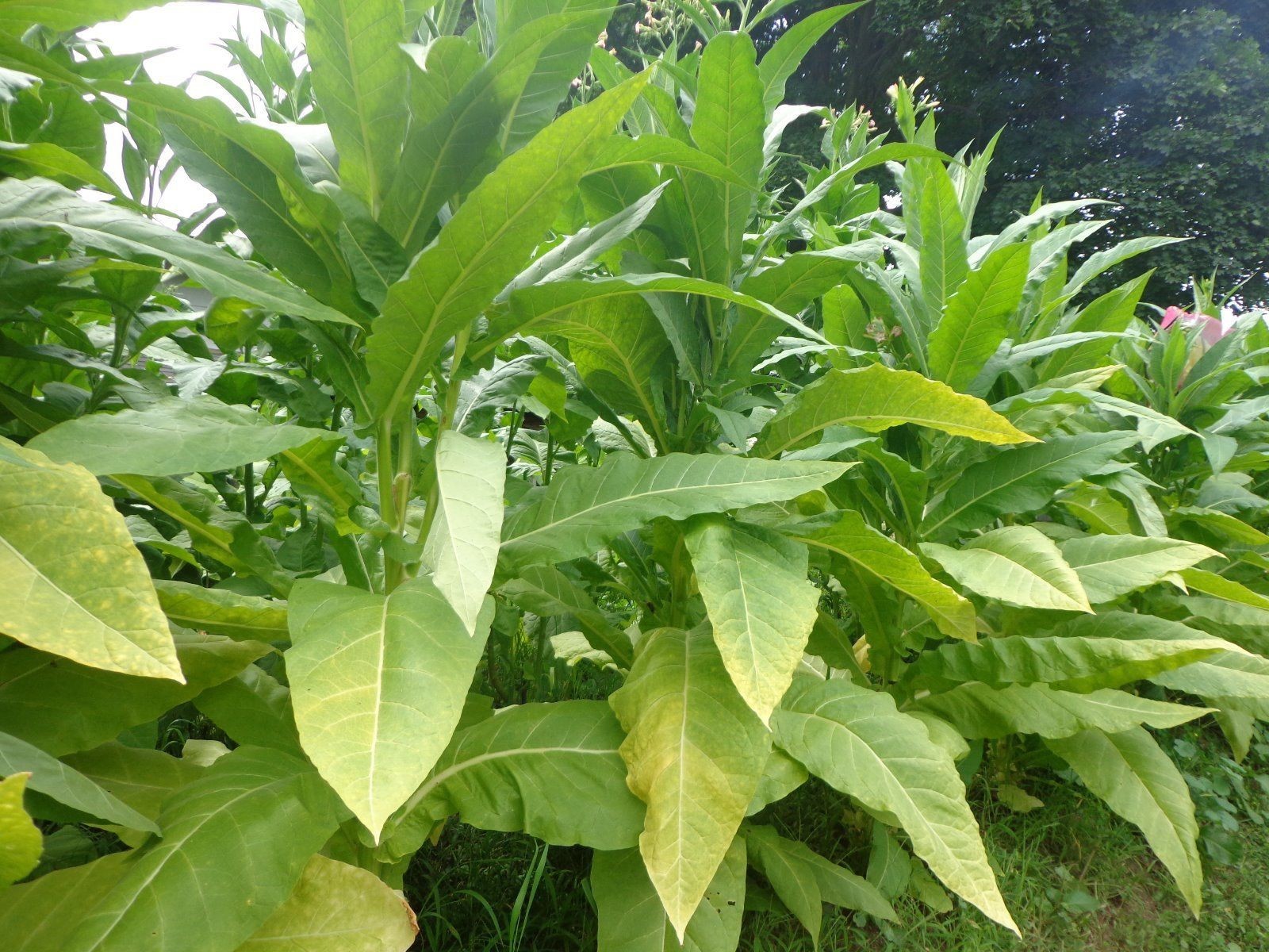 Chewing Tobacco Seed – Grow Your Own Chew and Dip! 1,000+ Seeds