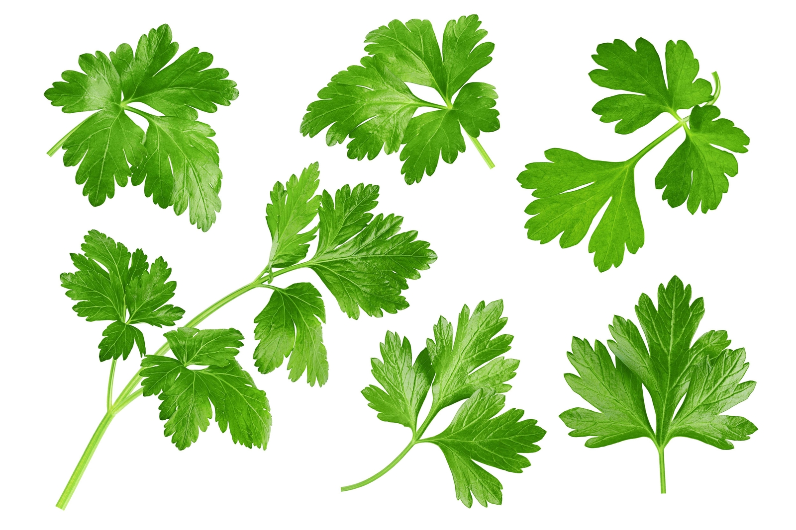 250 LEISURE CILANTRO / CORIANDER Coriandrum Sativum Herb Vegetable Seeds *CombSH