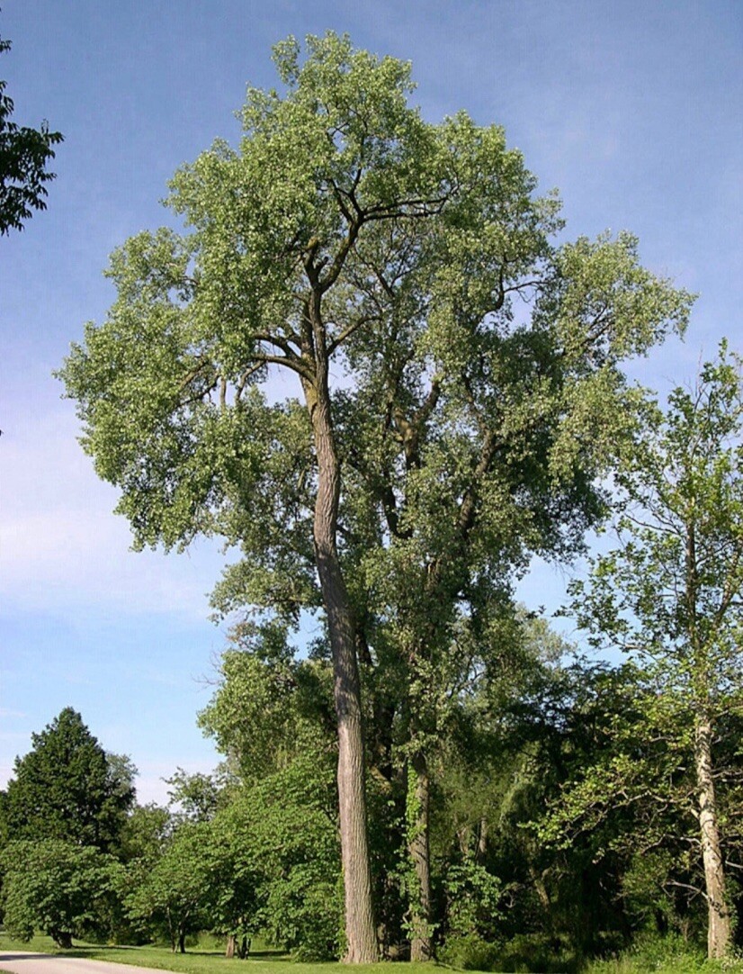Cottonwood Tree, 1 year old healthy plant, Populus Fremontii 8-12 inches tall