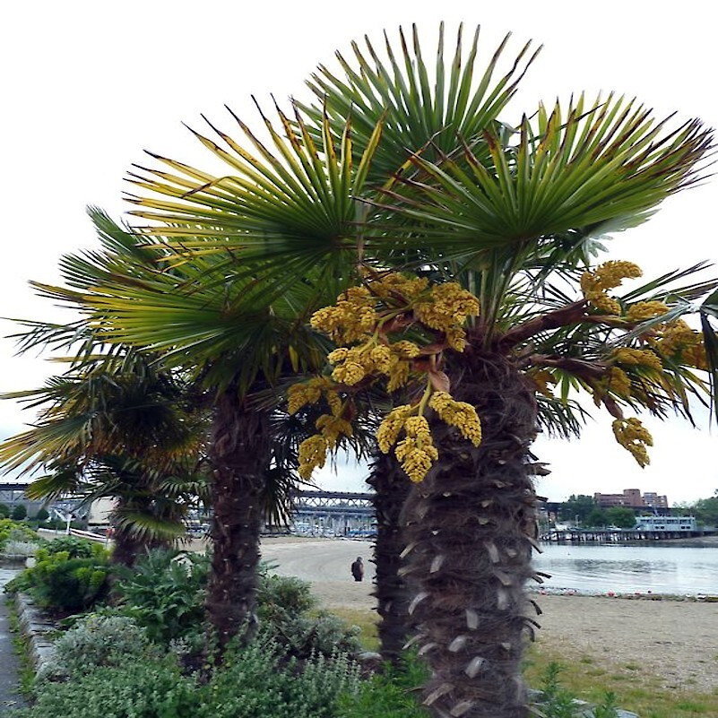 10 WINDMILL FAN PALM Tree Seeds Trachycarpus Fortunei MOST COLD HARDY Palm Plant