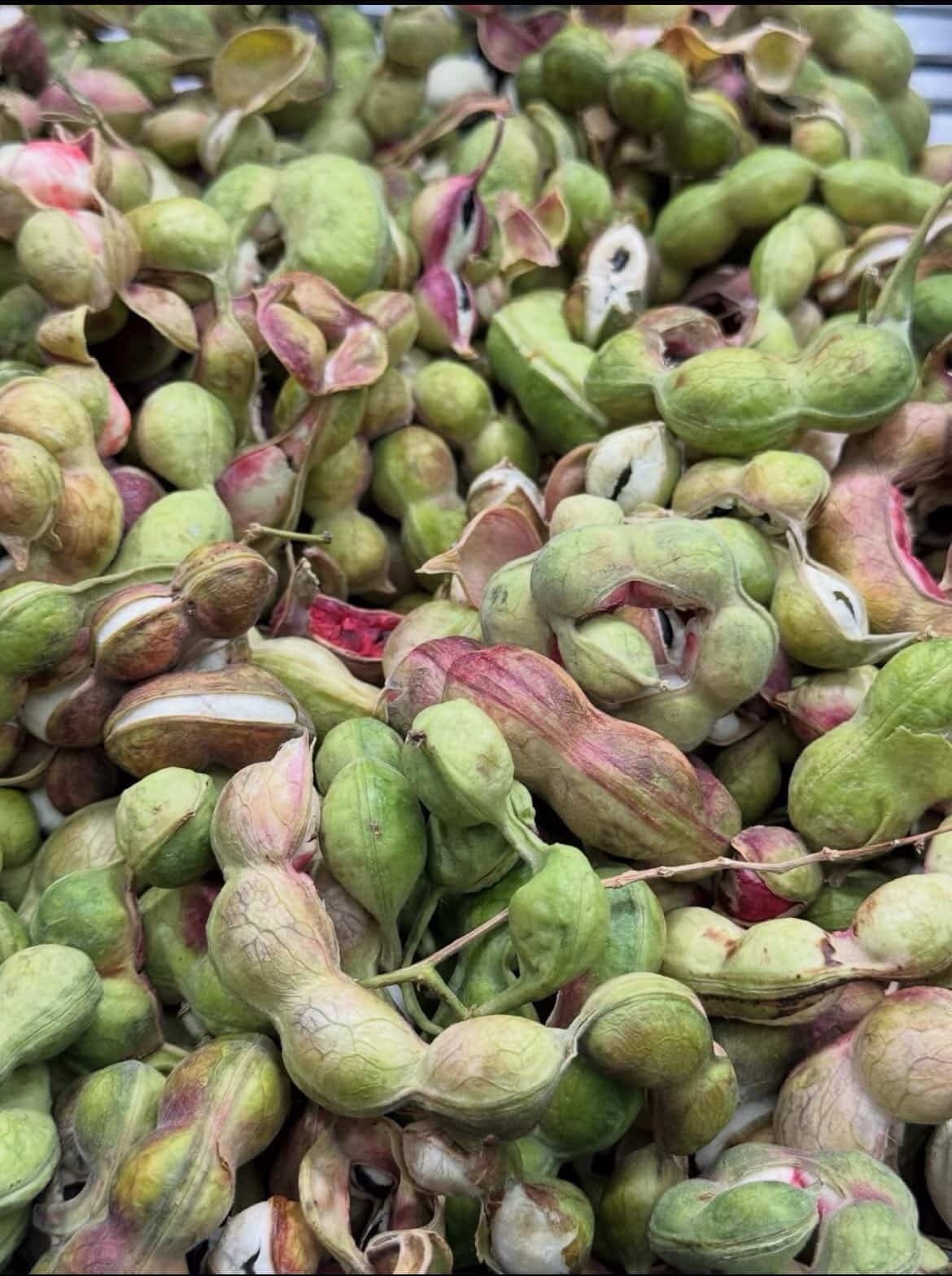 🌳✨ Guamúchil Seeds – 10 Seeds Per Pack | Rare Tropical Tree | Heirloom Seeds ✨