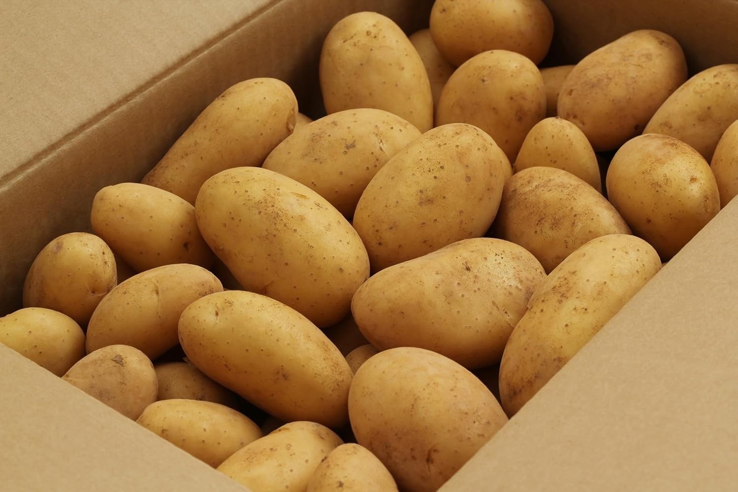 Irish Cobbler Seed Potatoes for Planting | Classic White Skin, Non-GMO- 10Pound