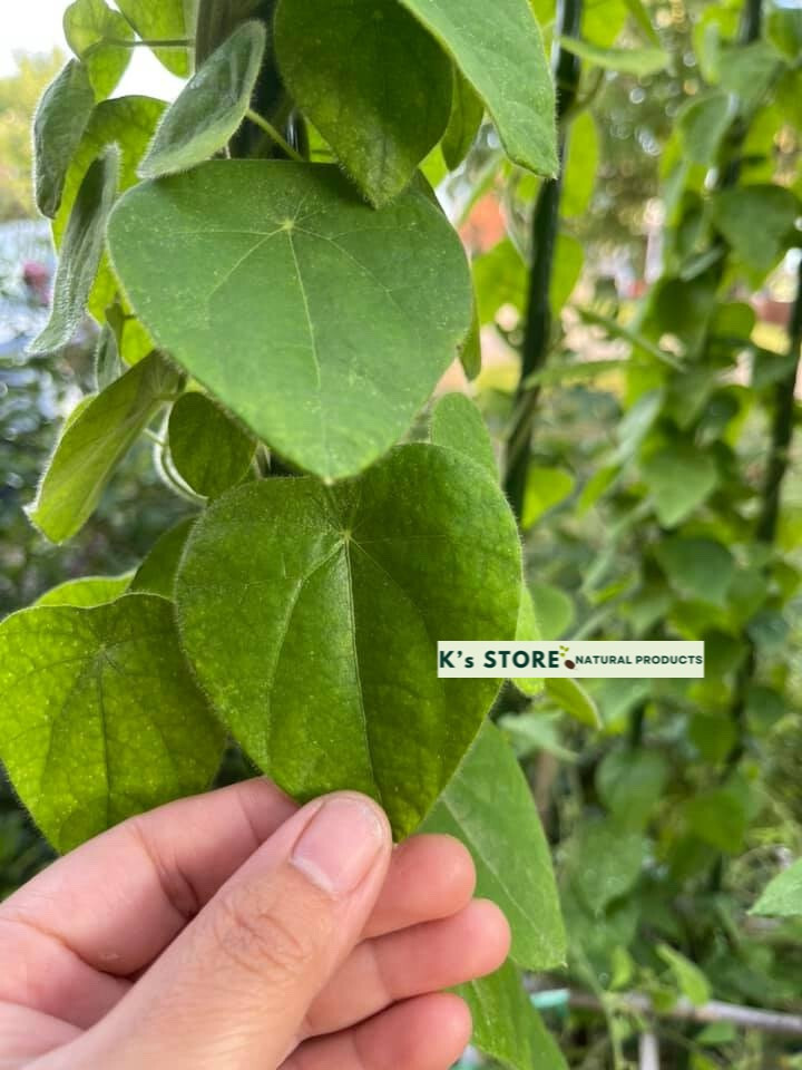 Green Glass Jelly Vine Seeds (Tiliacora Triandra) – Sương Sâm Lông