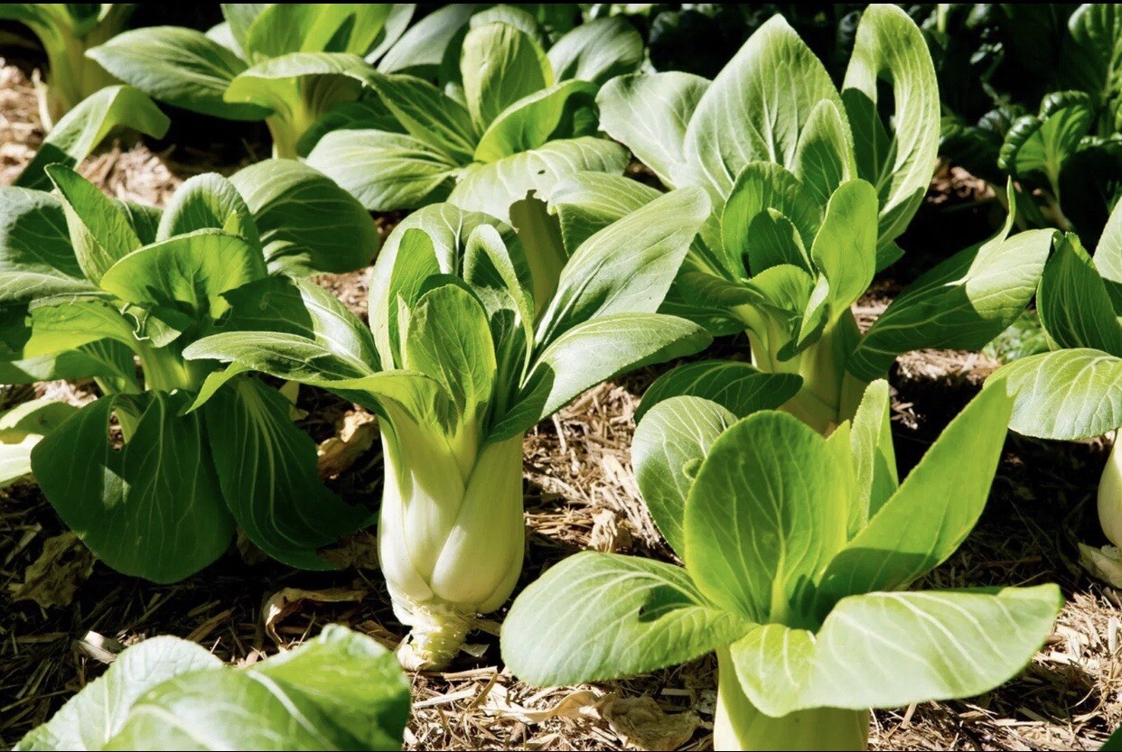15 Packet Asian / Filipino SEEDS Bundle | Planting Instruction Included