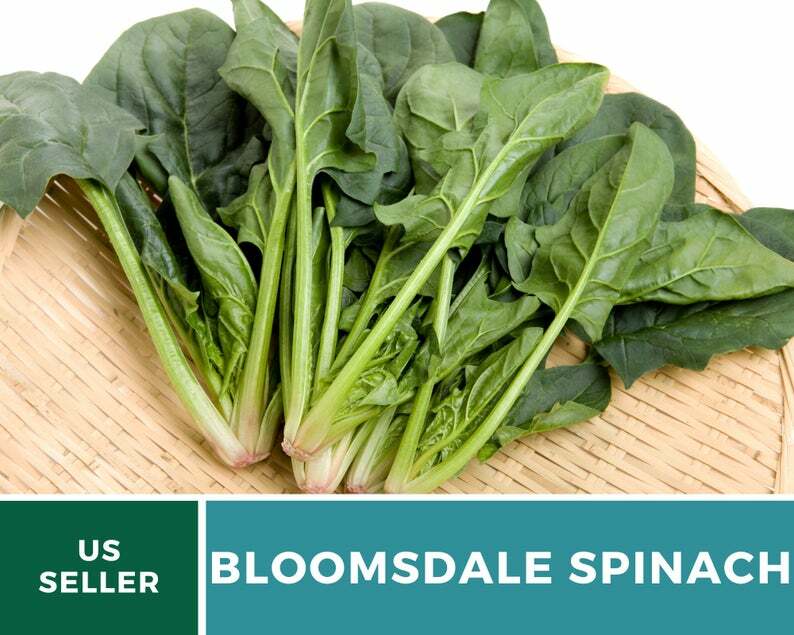 Spinach, Bloomsdale – 150 Seeds – Sow in Spring or Summer – Heirloom – NonGMO
