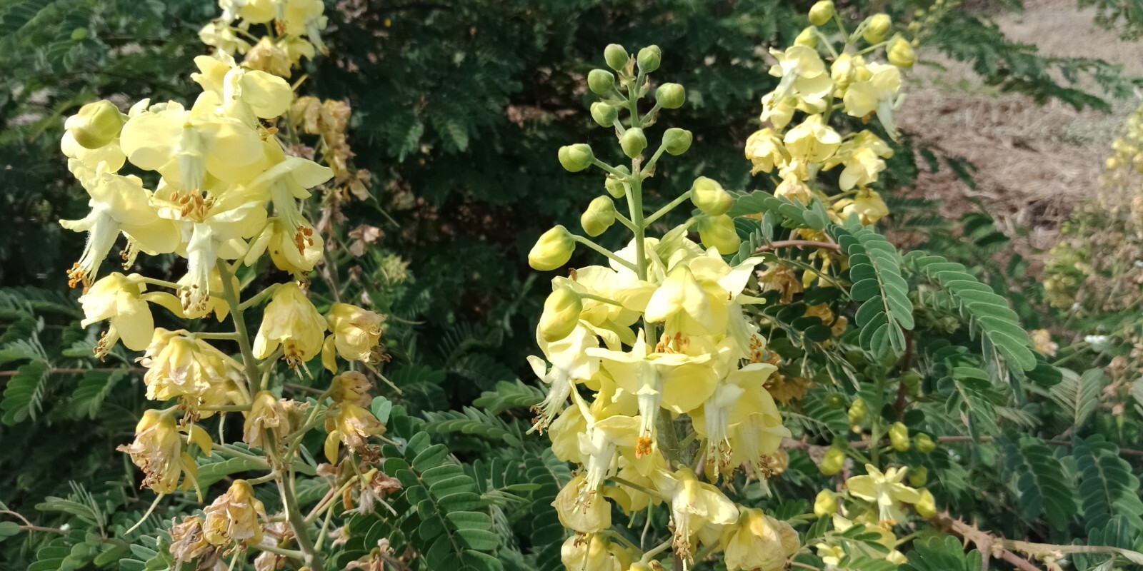 Caesalpinia Decapetala 10 Seeds, Biancaea Shrub Mysore Thorn Cat’s Claw