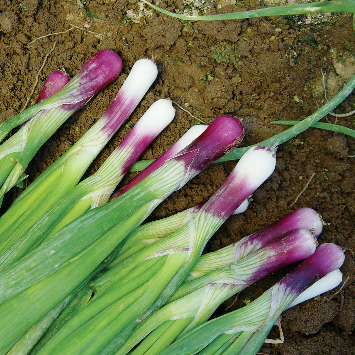 50 Red Bunching Onion Scallion Seeds Hybrid Non-GMO