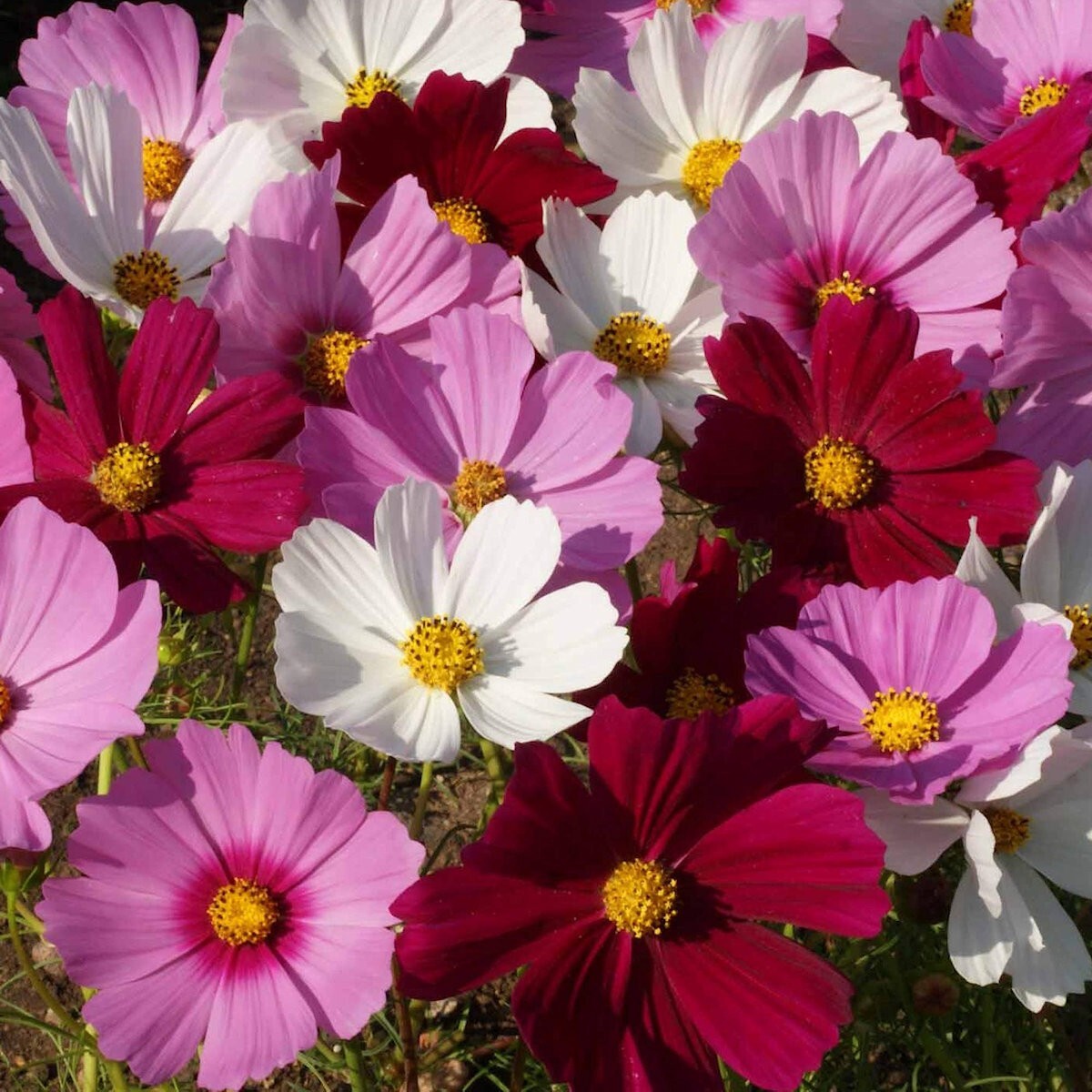 1/4 Lb Sensation Tall Mixed Cosmos Wildflower Seeds – Everwilde Farms Mylar