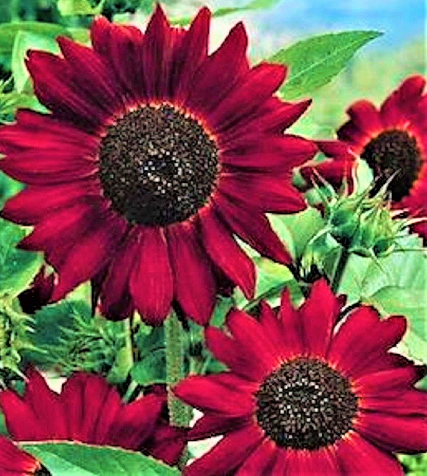 Velvet Queen Sunflower Seed 50+ Seeds NON-GMO BUY 4 GET FREE SHIPPING