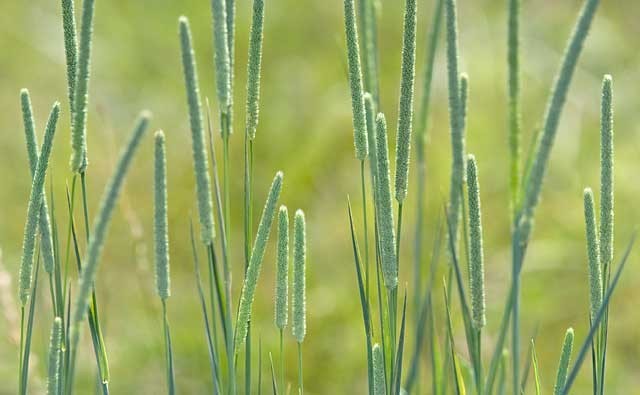 1 lb (16 oz) Climax Timothy Seed Deer Plot Seed, Goat Horse & Cattle Hay