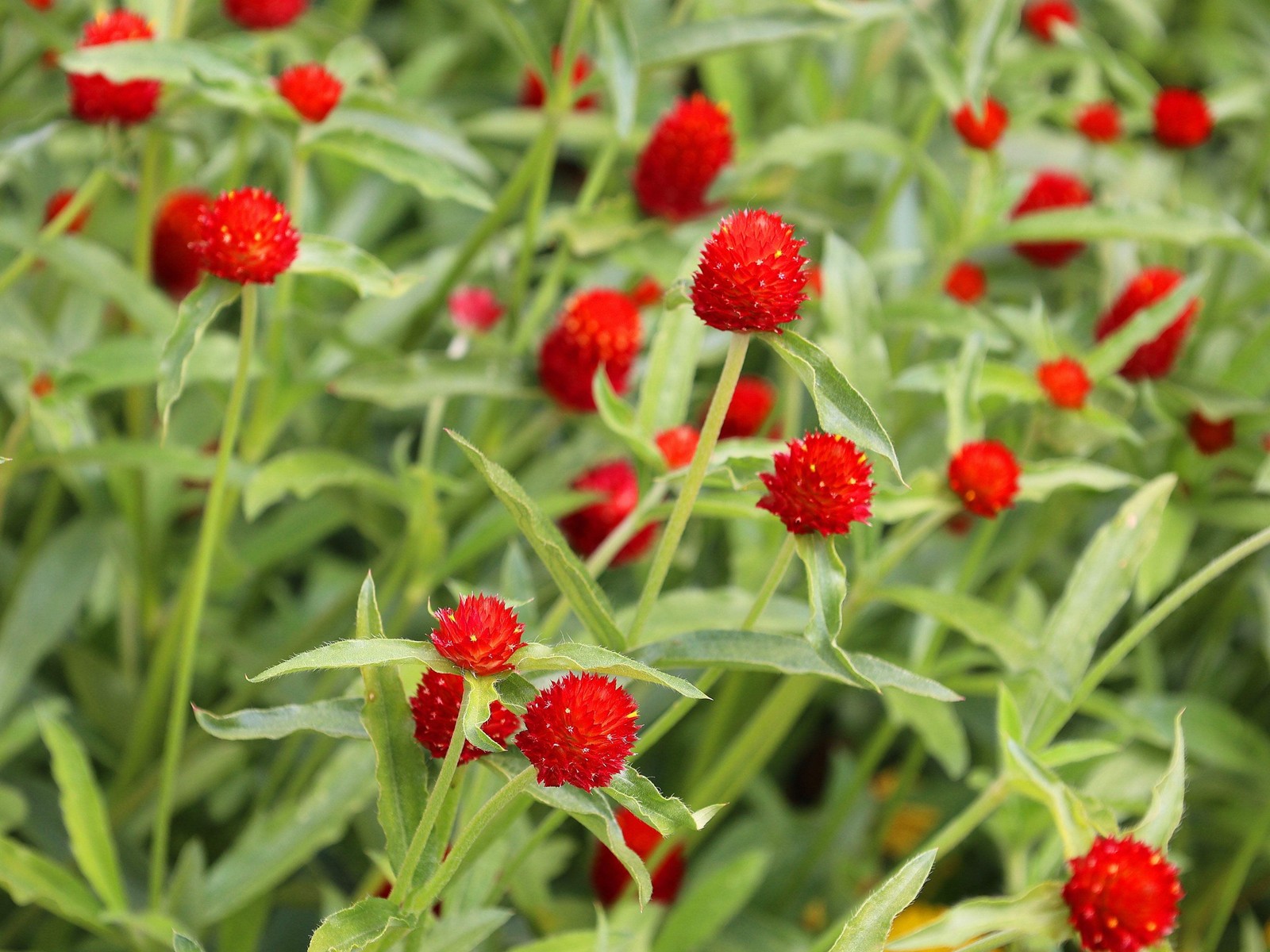 50 GLOBE AMARANTH MIX Gomphrena Globosa Mixed Colors Amaranthus Flower Seeds