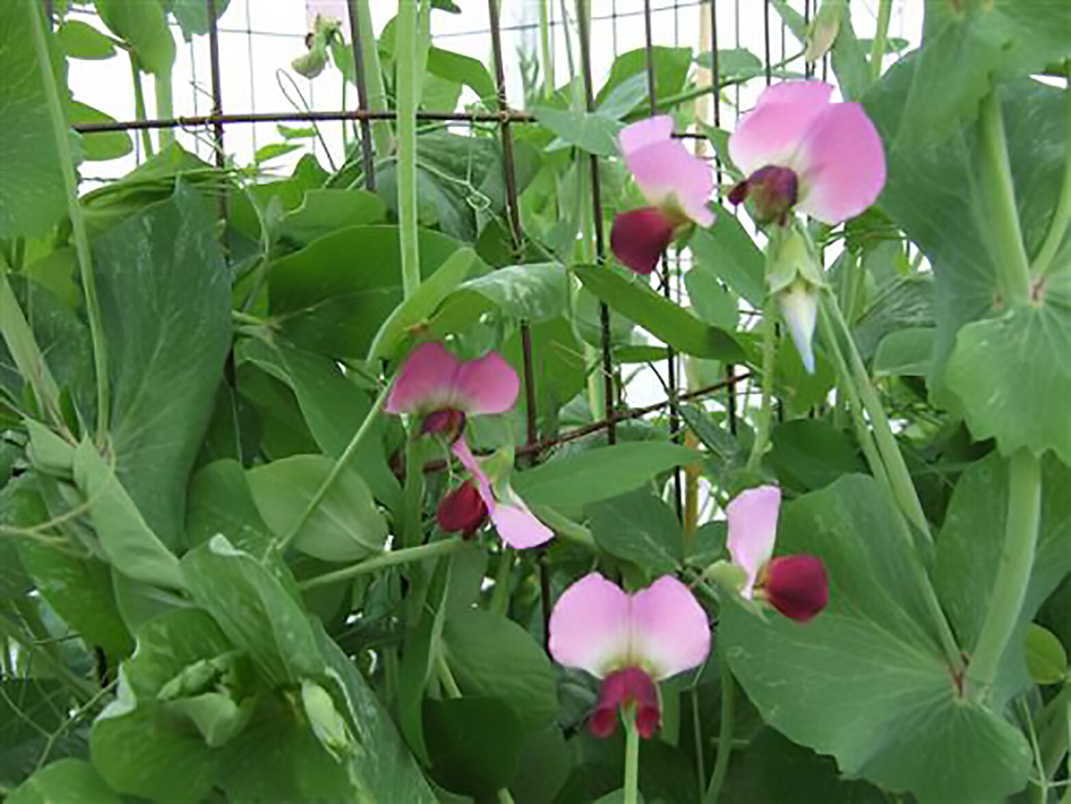 Snow Peas – Dwarf Grey Sugar (Chinese Pea Pod), Pisum sativum (65 Days)