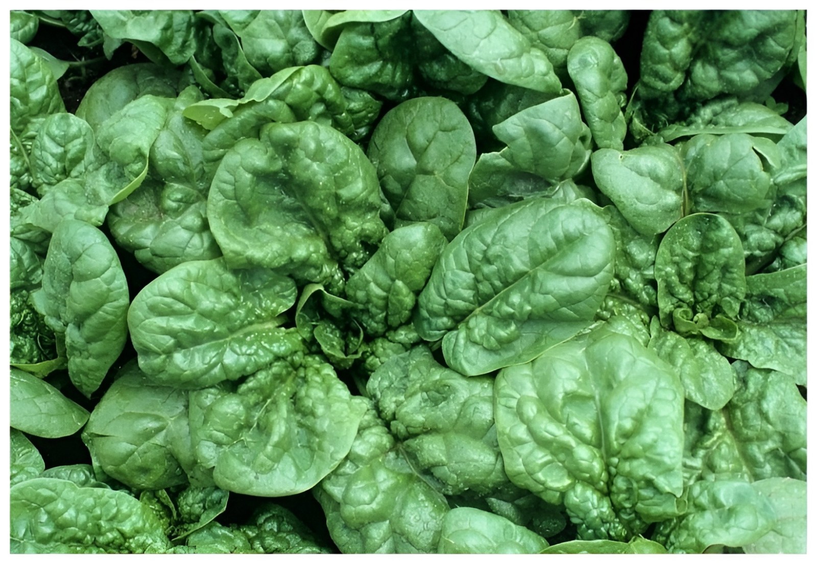 400 Heirloom Bloomsdal Spinach Seeds Fast Growing Non-GMO Winter Garden Classic