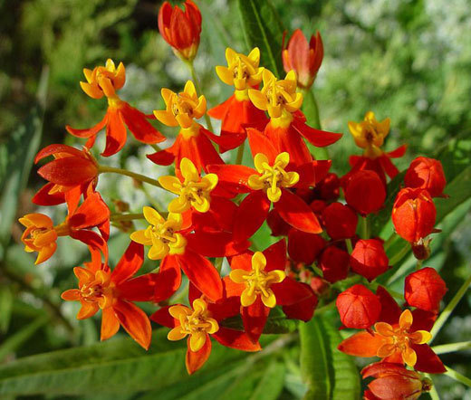 BLOOD FLOWER SCARLET MILKWEED Asclepias Curassavica – 1,000 Bulk Seeds