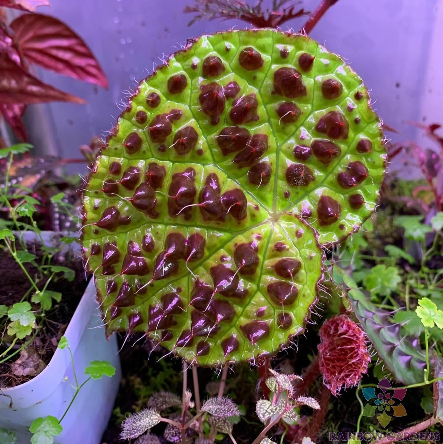 25+ Ferox Begonia Seeds for Garden Planting – USA – FREE SHIPPING!