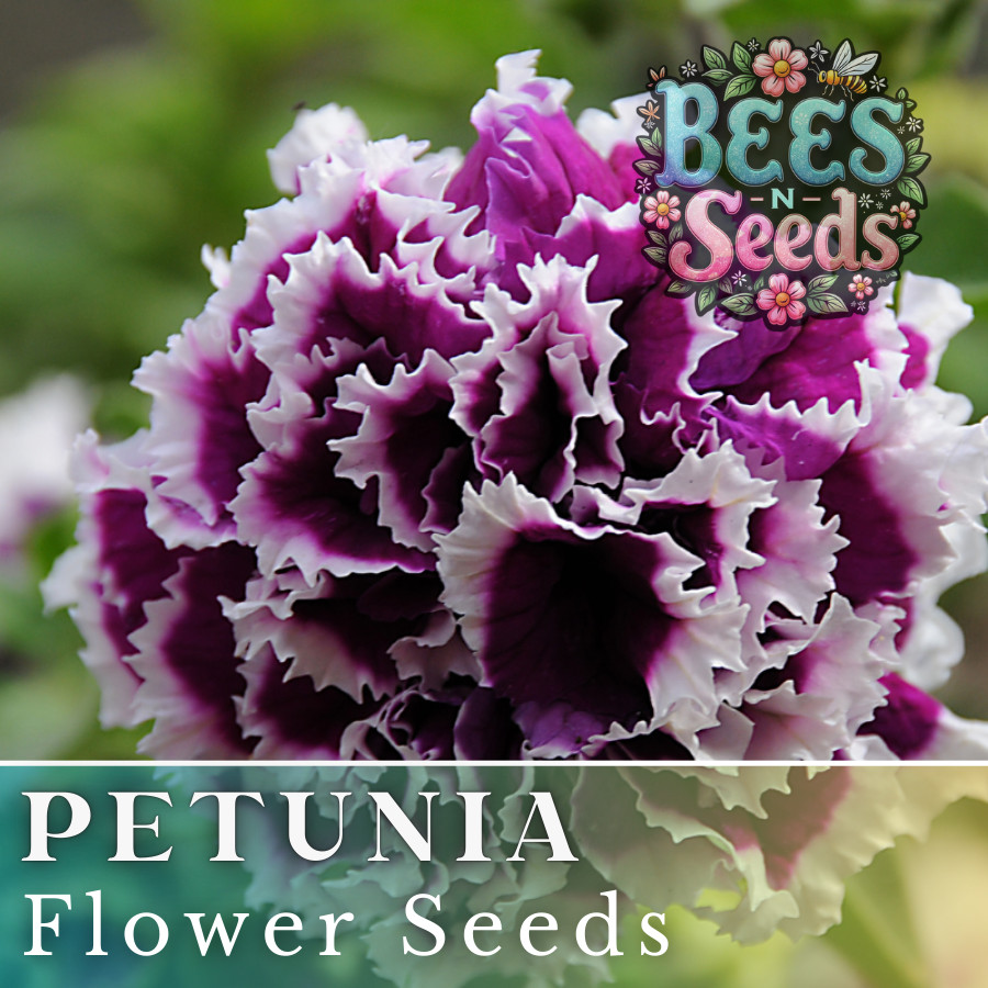 1000+ Double Plum Paradise Petunia Seeds US SELLER Perennial Flowers Seed Bulk