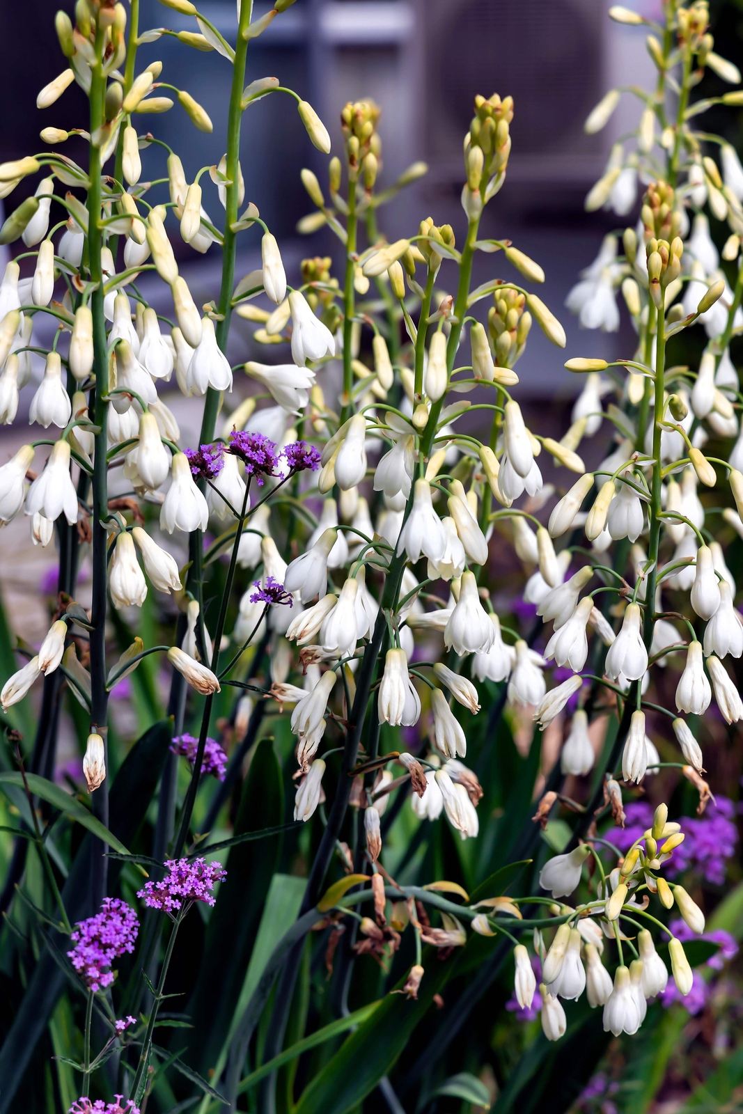 10 WHITE AFRICAN HYACINTH Cape Giant Summer Spire Lily Ornithogalum Flower Seeds