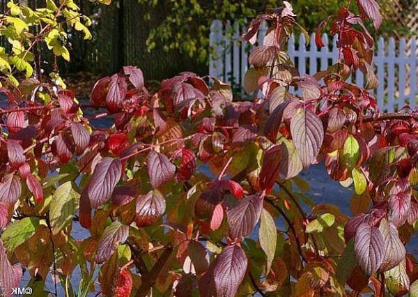 Cornus sericea ssp. sericea | Red Twig or Creek Dogwood | 5 Seeds
