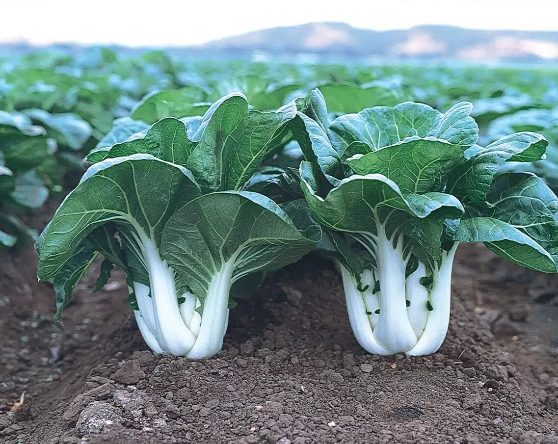 Pechay Pak Choi Seeds (200) / ORGANIC / FLORIDA GROWN / ASIAN CUISINE