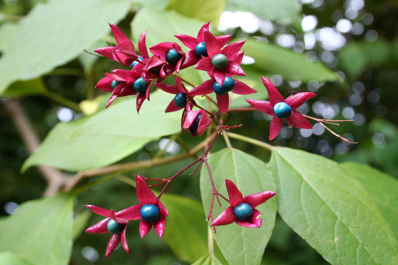 Harlequin Glorybower, Clerodendron trichotomum, Tree Seeds