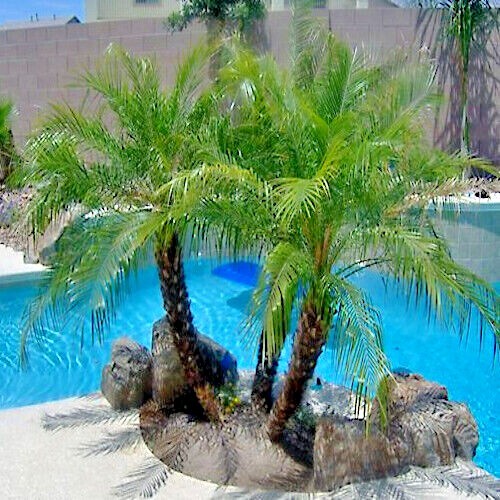 Dwarf Pygmy Date Palm Tree Seeds (Phoenix roebelinii) Great Indoor Houseplant