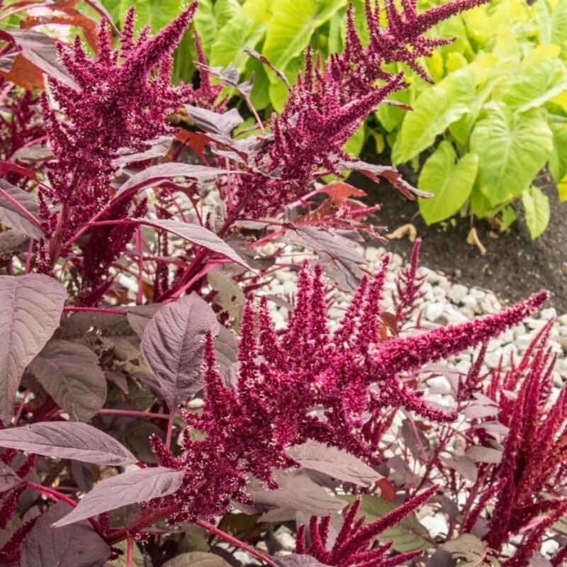 Amaranth Red Garnet, 250+ Seeds. Non-GMO~Heirloom~USA~Free Shipping.