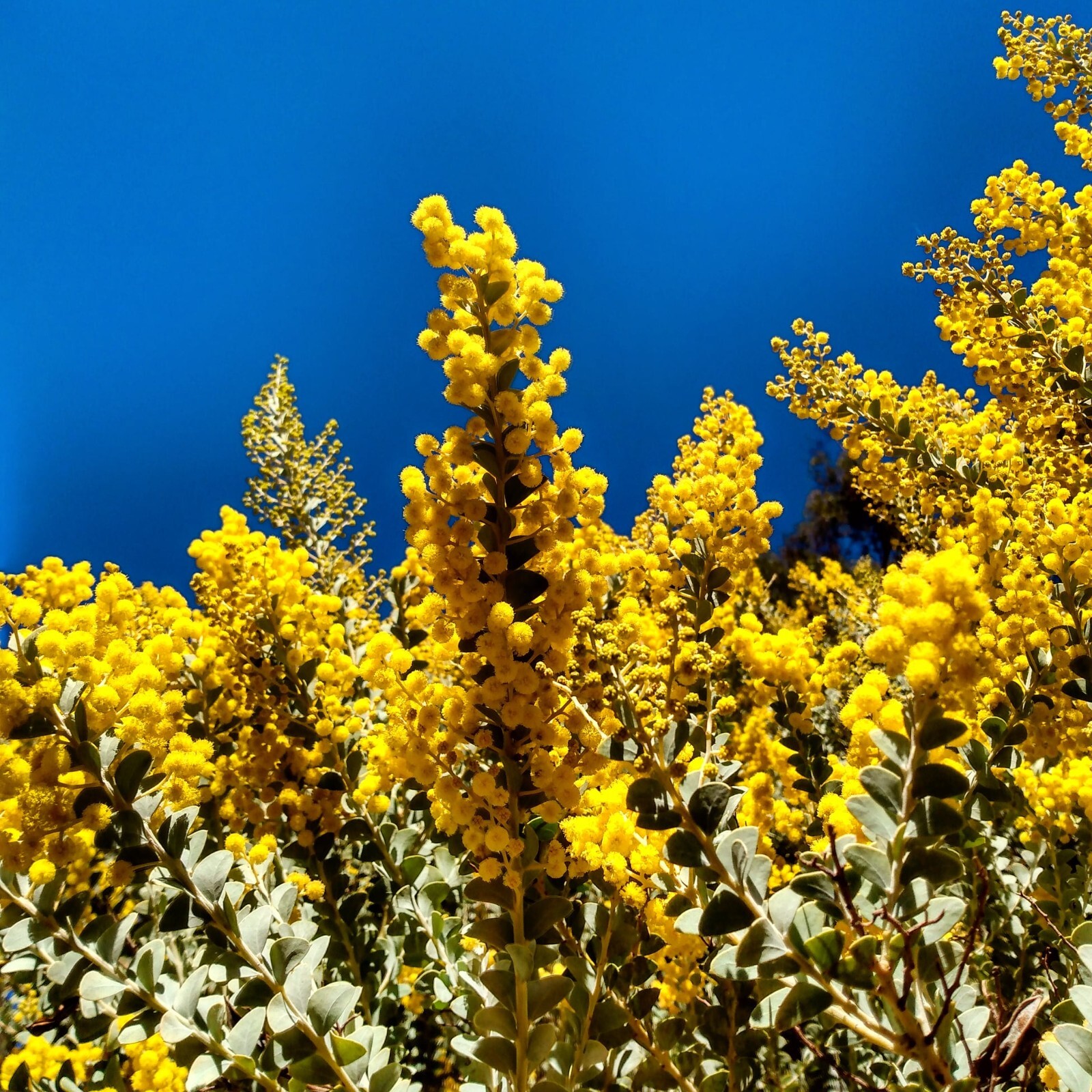 Popular Wattles (Discount)- Various species