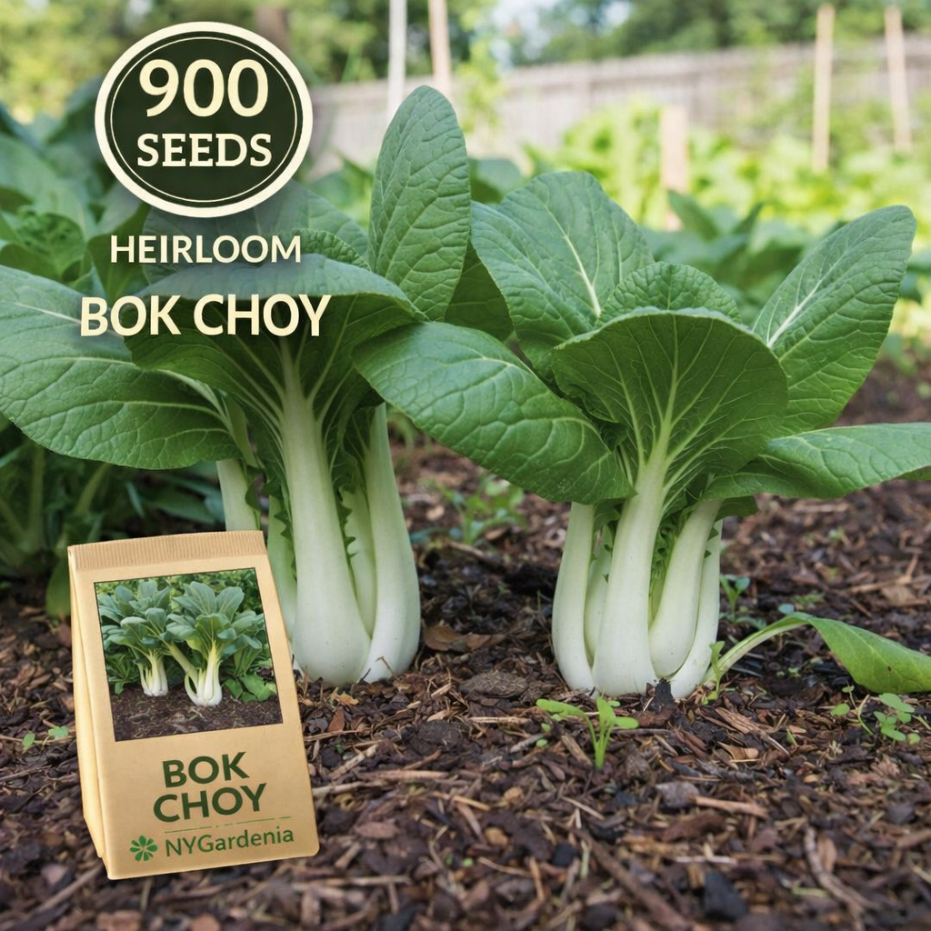 900 Bok Choy Seeds Heirloom Asian Vegetable Garden Fast Growing Easy