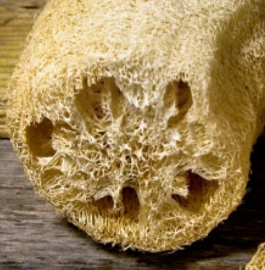 Luffa Sponge Gourd Seeds (10pc)/ Vegetable Sponge
