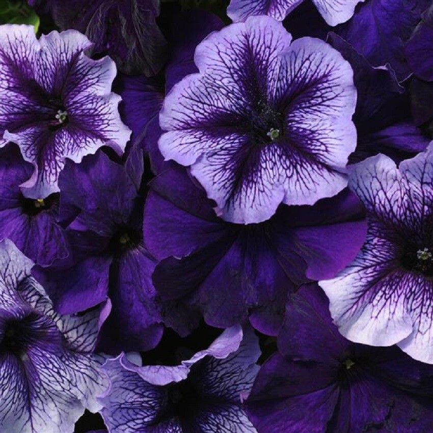 BIN#2R5D1 Fuseables Multi-Species Petunia Pleasantly Blue 25 Fuseble Pellets