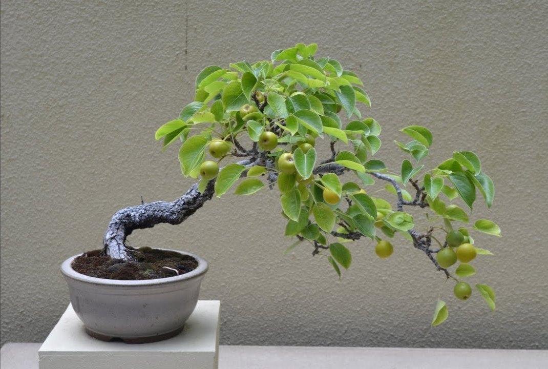 100+ Bartlett Pear Tree Seeds (Pyrus communis) Bonsai Graft Landscape