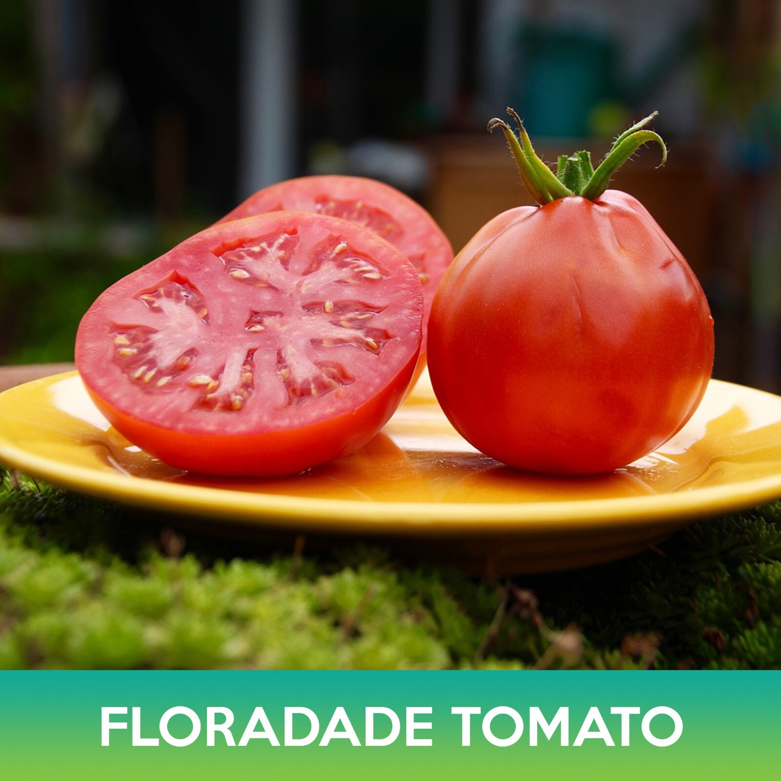 Floradade Tomato Seed