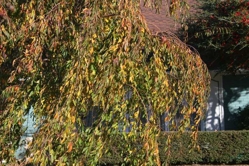 Weeping Higan Cherry, Prunus subhirtella pendula, Tree Seeds