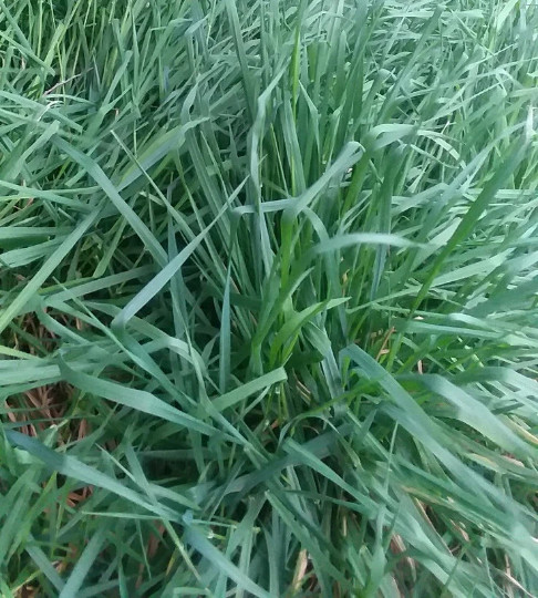 100 Phalaris aquatica seeds