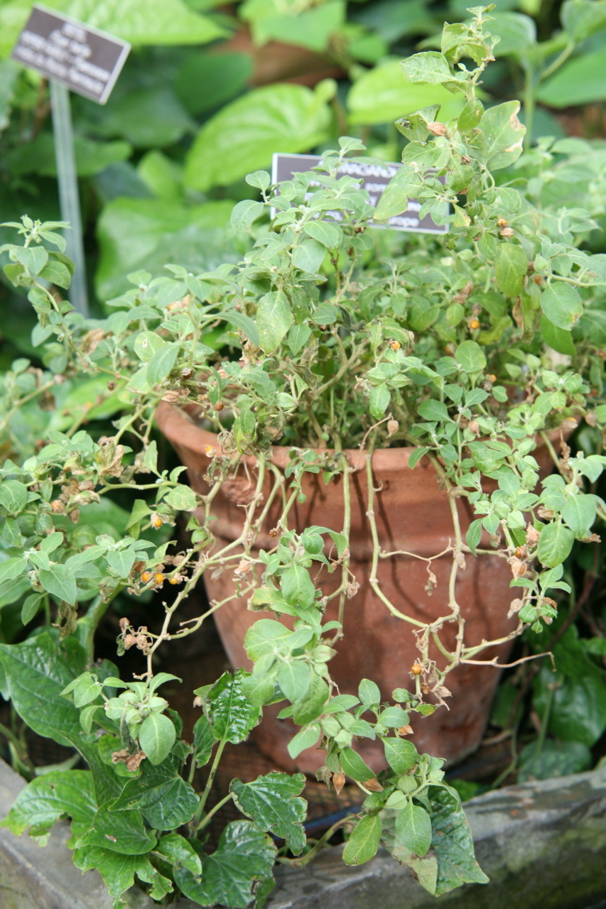 50 Ashwagandha Seeds – Organic – Withania somnifera – Indian ginseng
