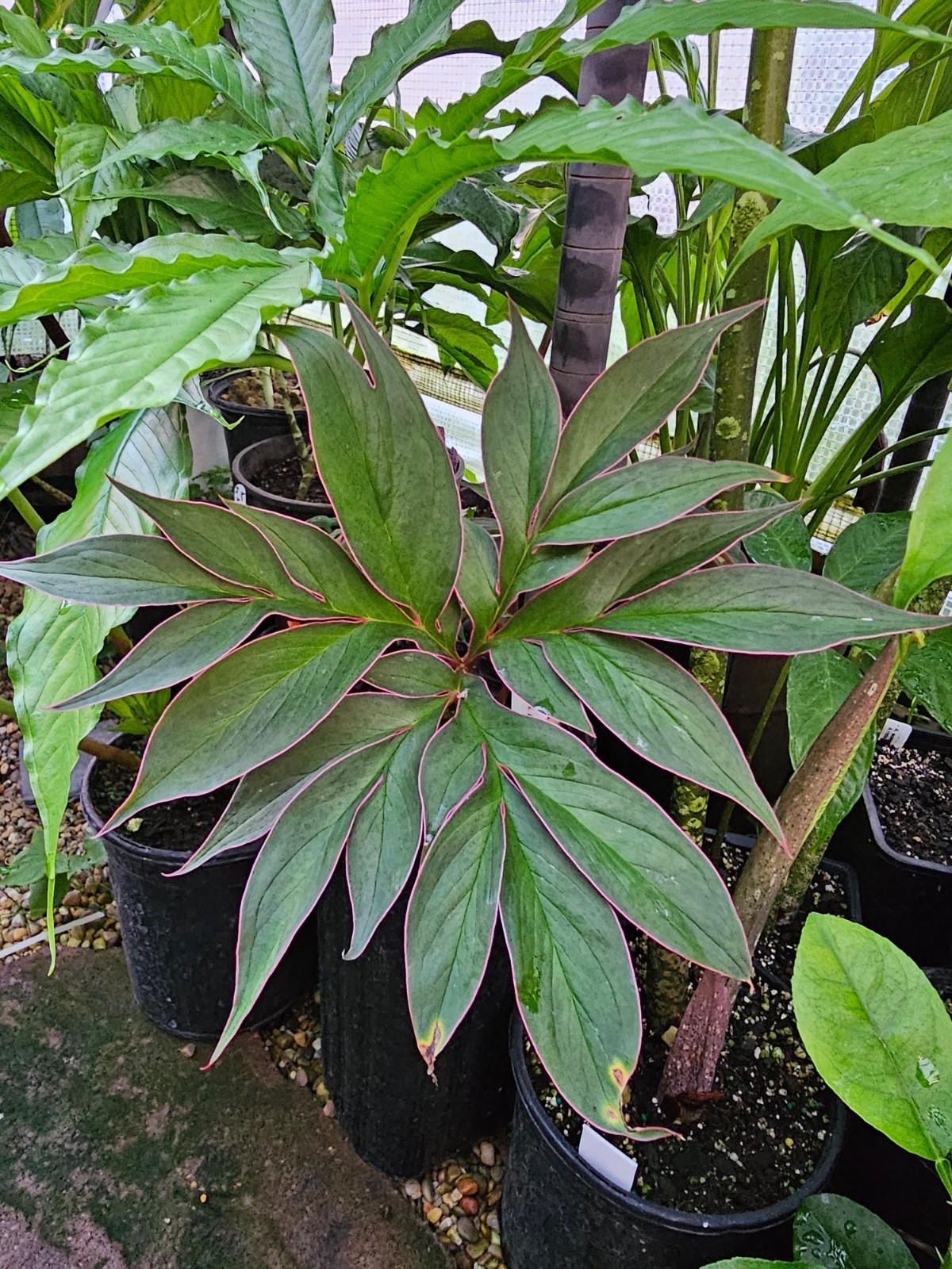 Amorphophallus operculatus Gothic rare aroid exotic plant flower bulb tropical