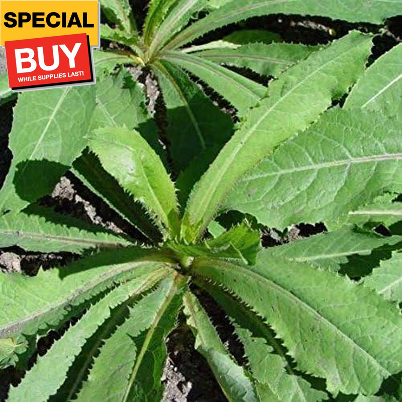 Wild Lettuce (Lactuca virosa) – Grow Now or Store for Future Planting – Capsule