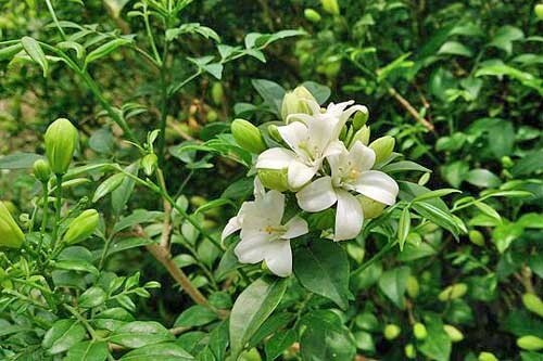Murraya paniculata Tall Variety | Orange Jasmine | 5 Seeds