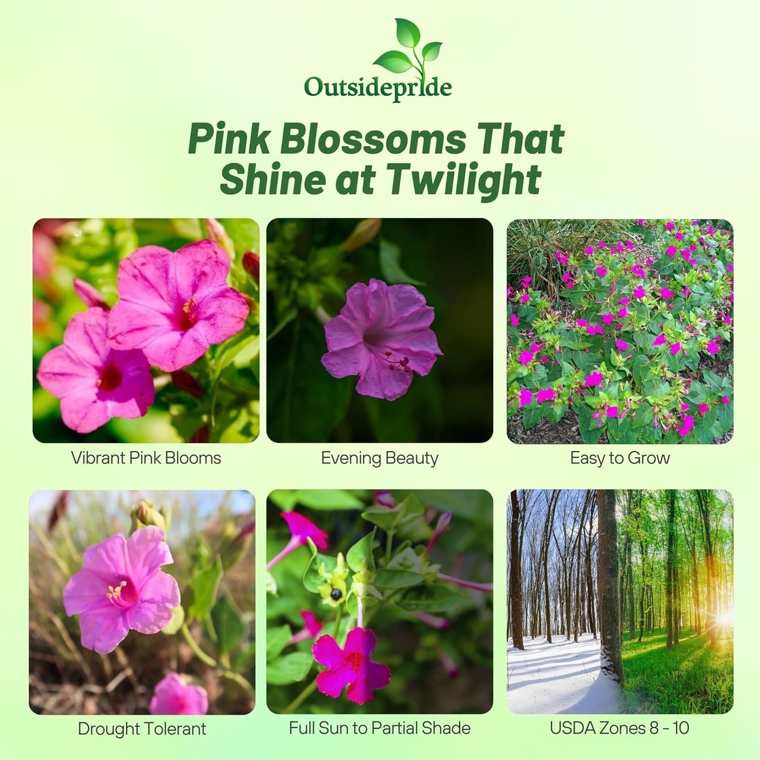 1 LB Four O’ Clock Seed – Mirabilis Jalapa Pink Flower Seeds