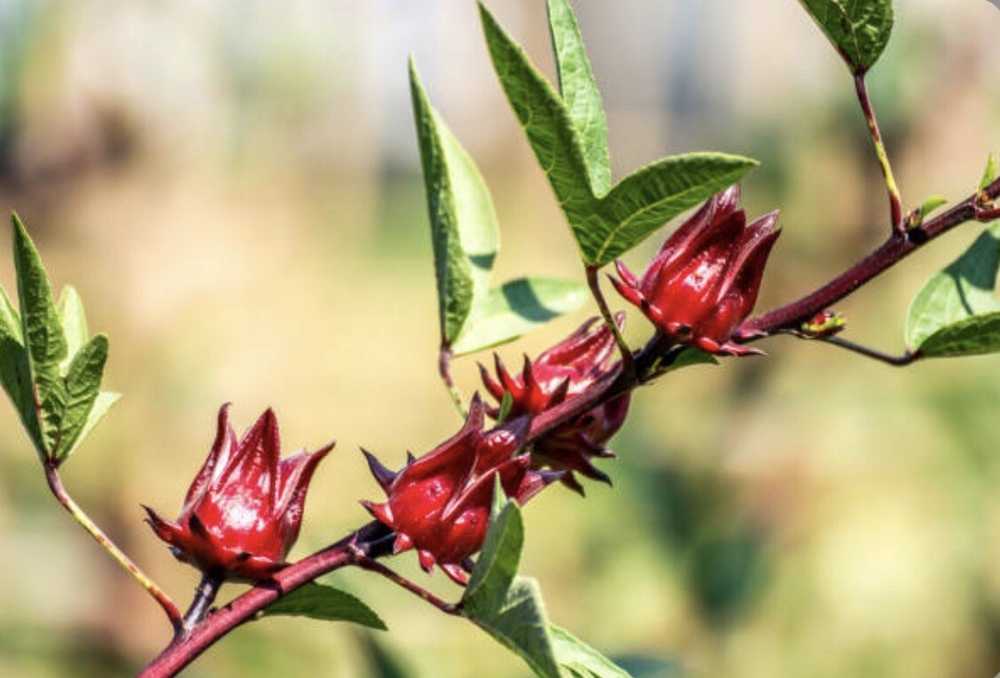 50+ SEEDS Hibiscus Sabdariffa | Roselle Seeds | Asian Sour Leaf | NON-GMO