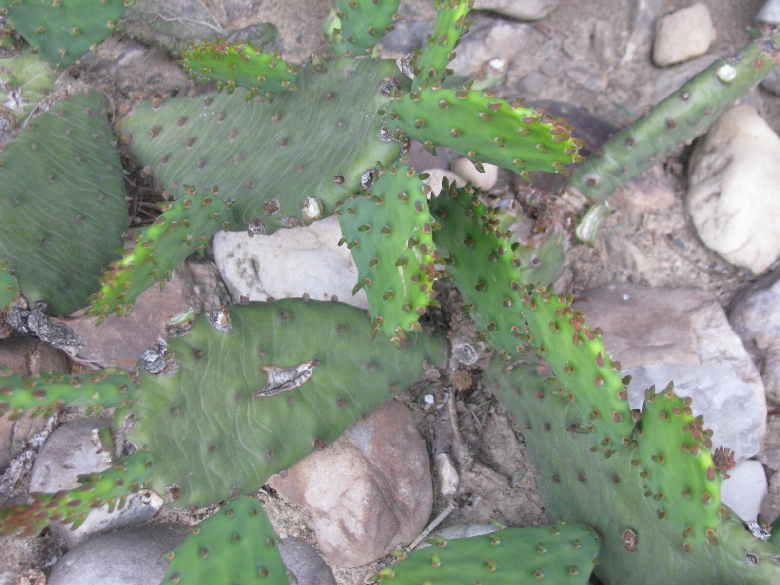 Cactus Prickly Pear Winter hardy 9 pads