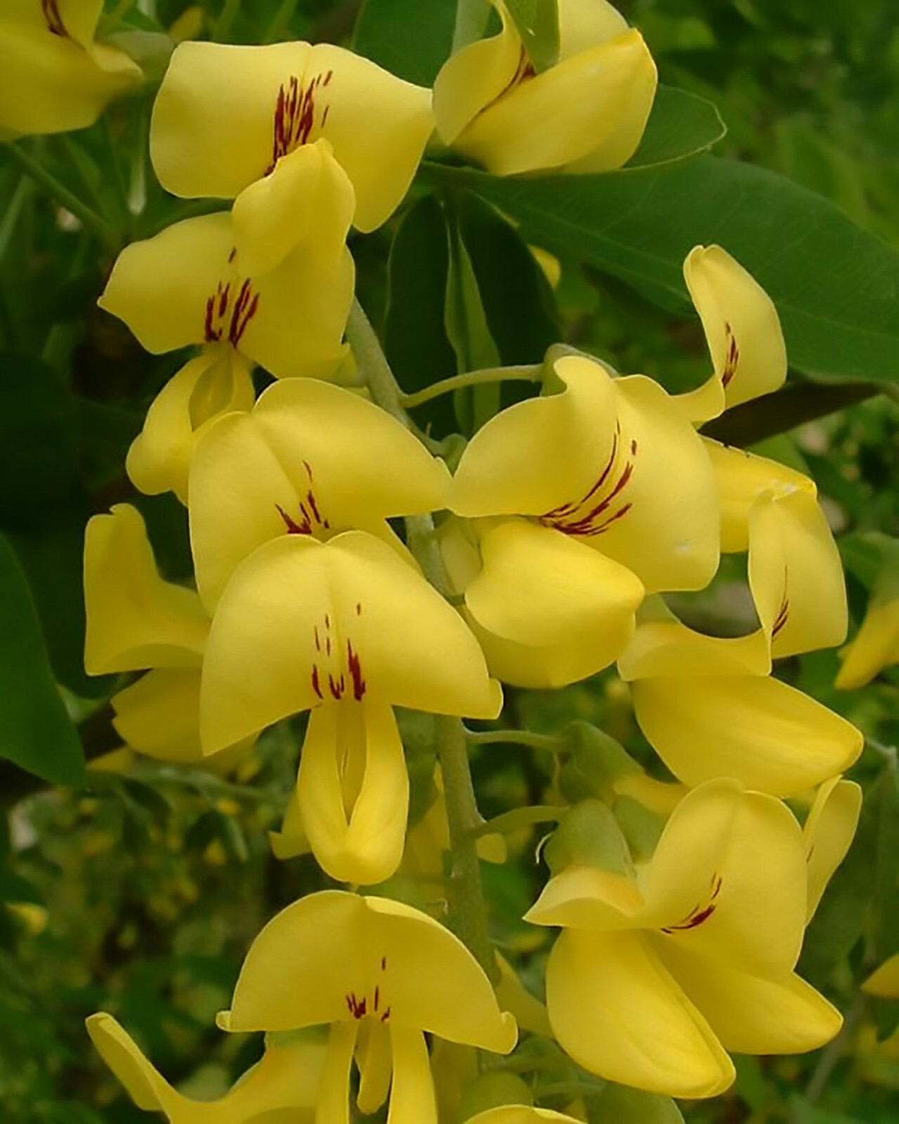 Lovely Golden Chain Tree, Laburnum anagyroides, Seeds (Showy, Hedge, Pergola)