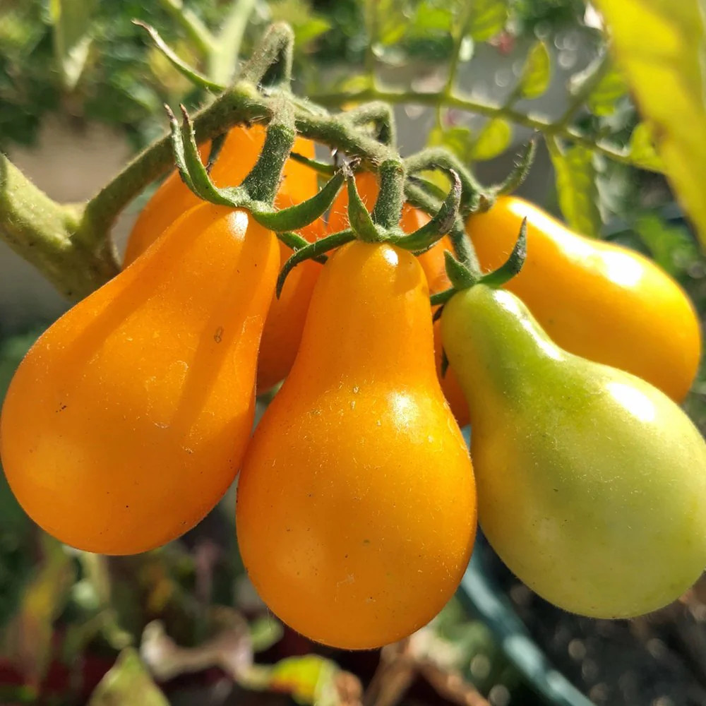 Patio Choice F1 Yellow Tomato (Dwarf) Seeds – For 2026 Planting AAS Winner